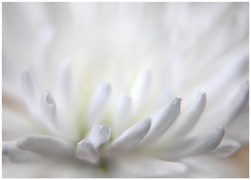 012 Spider Chrysanthemum White.jpg
